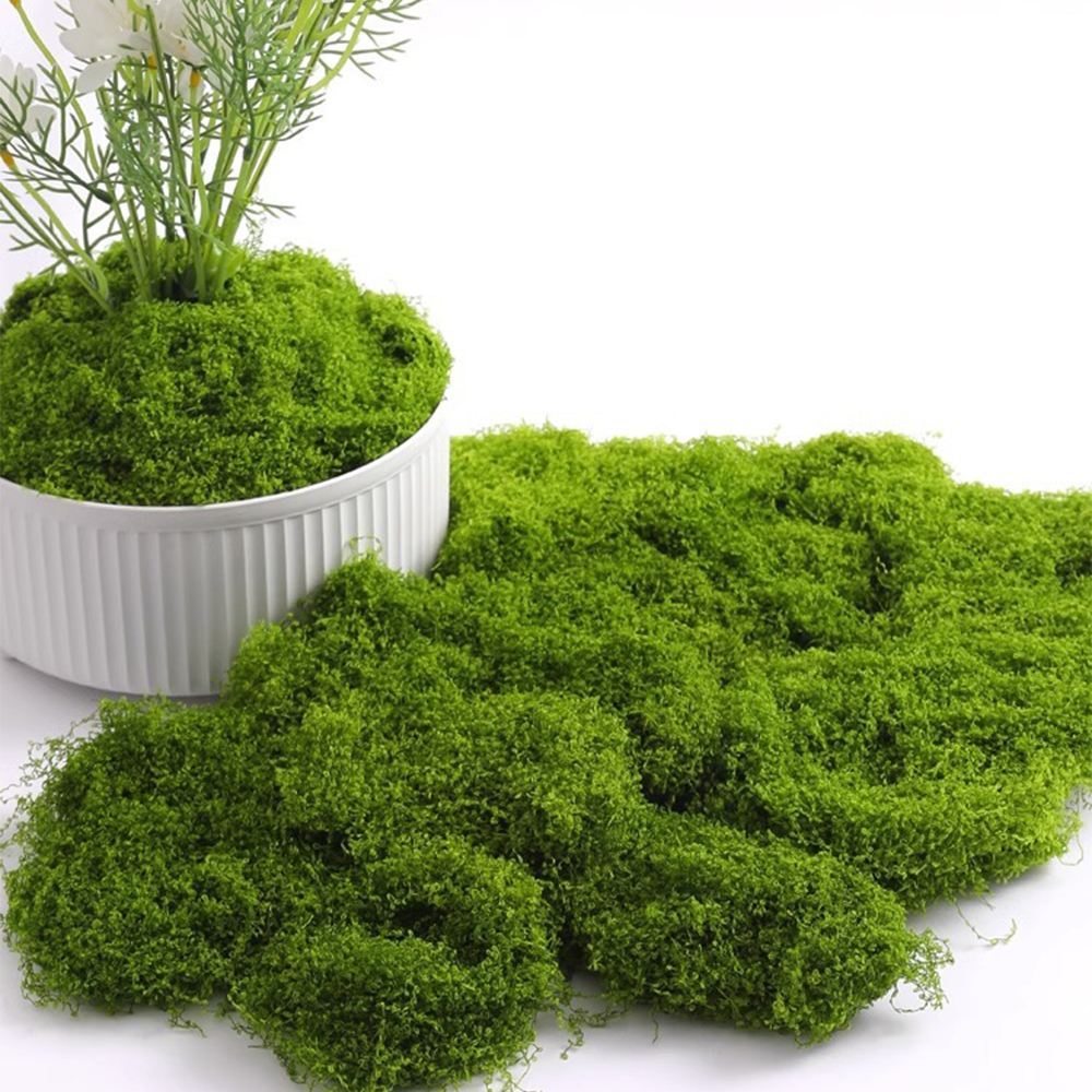 Eternal Life Moss DIY Crafts G - Terrarium Moss Art avaliação e preço