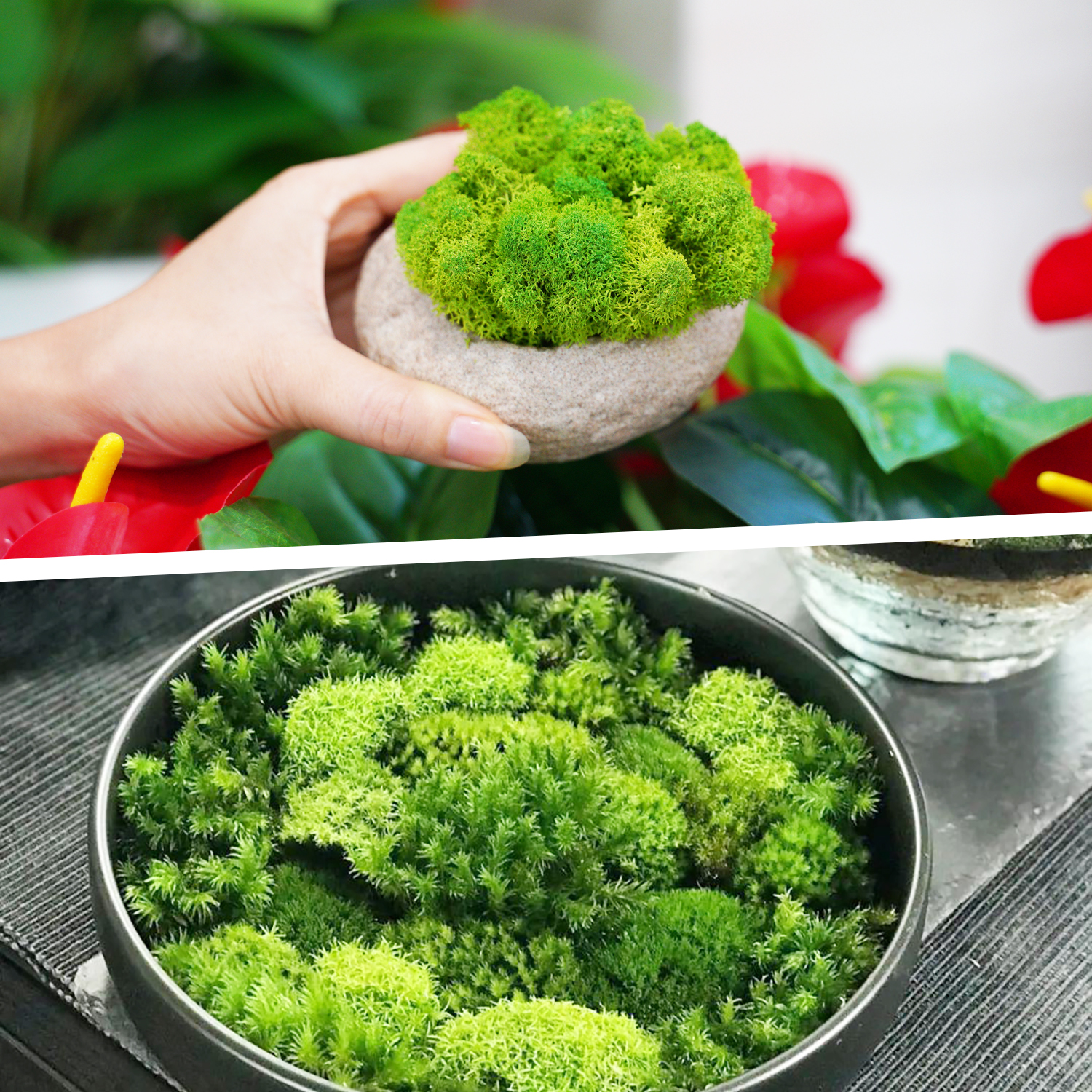 Artificial Green Plants Eterna - Terrarium Moss Art avaliação e preço