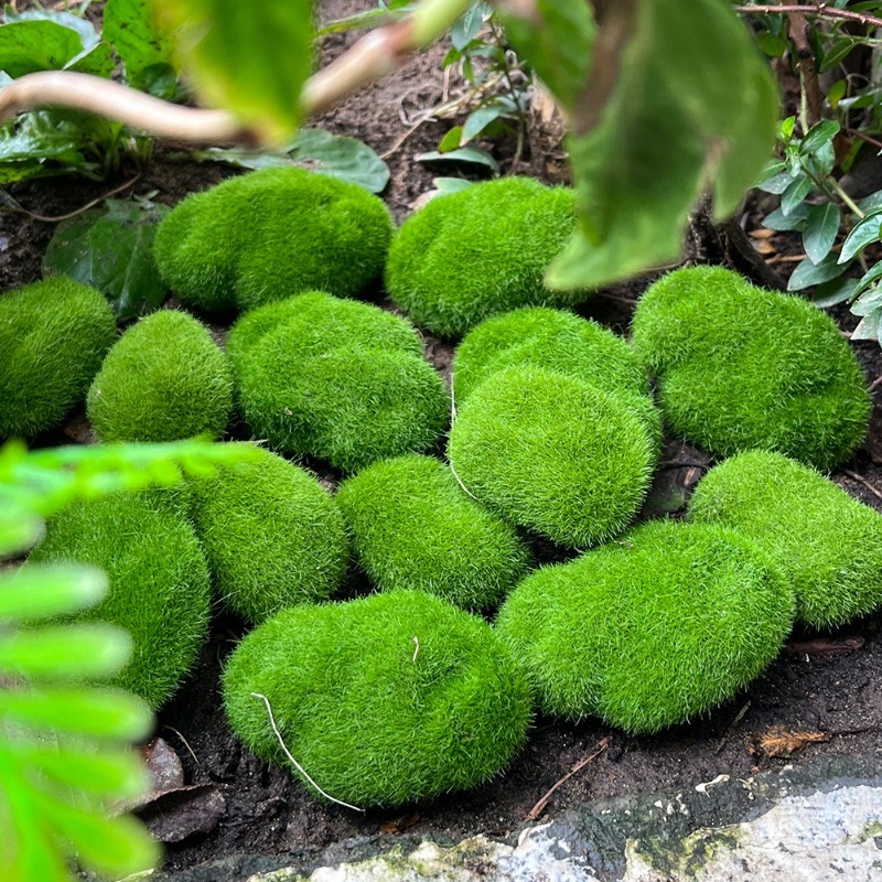 5/30pcs Simulation Moss Stone  - Terrarium Moss Art avaliação e preço