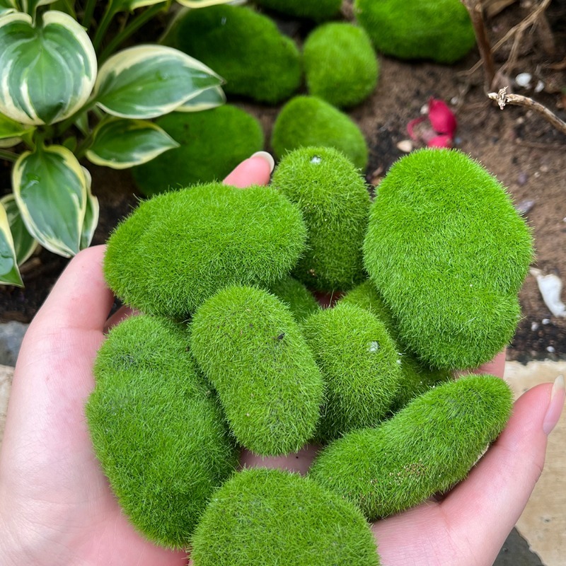 5/30pcs Simulation Moss Stone  - Terrarium Moss Art avaliação e preço