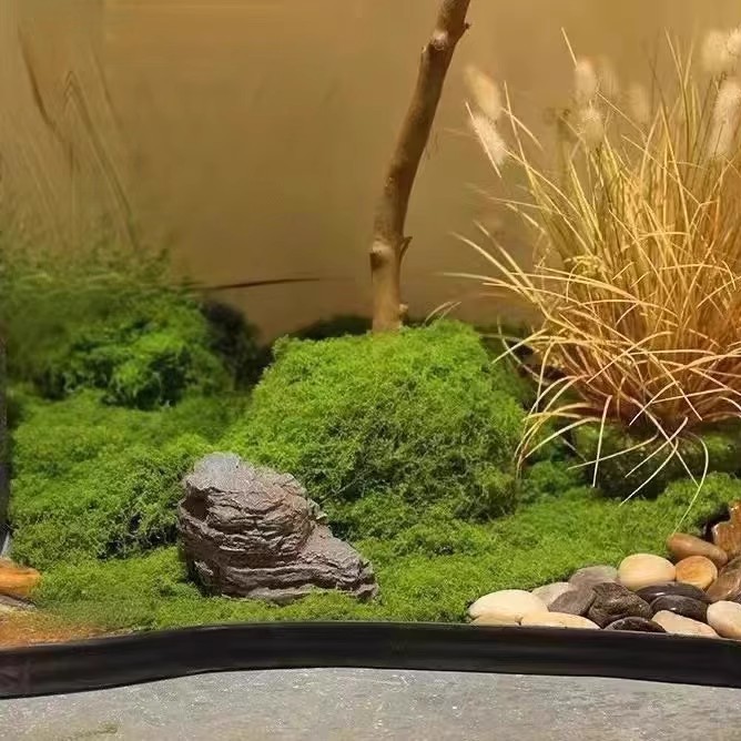 200g Eternal Life Moss DIY Cra - Terrarium Moss Art avaliação e preço