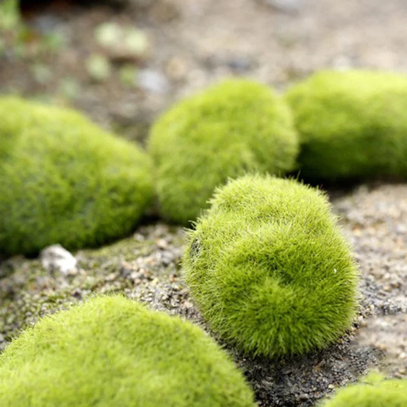 Fake Stone Artificial Moss Roc - Terrarium Moss Art avaliação e preço