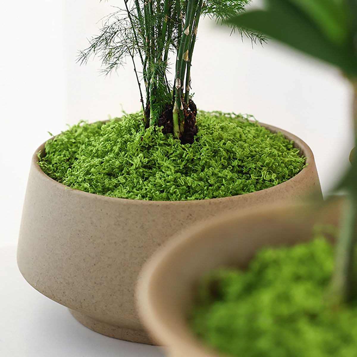about 20g Artificial Green Pla - Terrarium Moss Art avaliação e preço